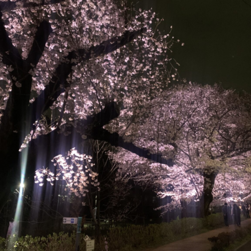 ライトアップされた桜