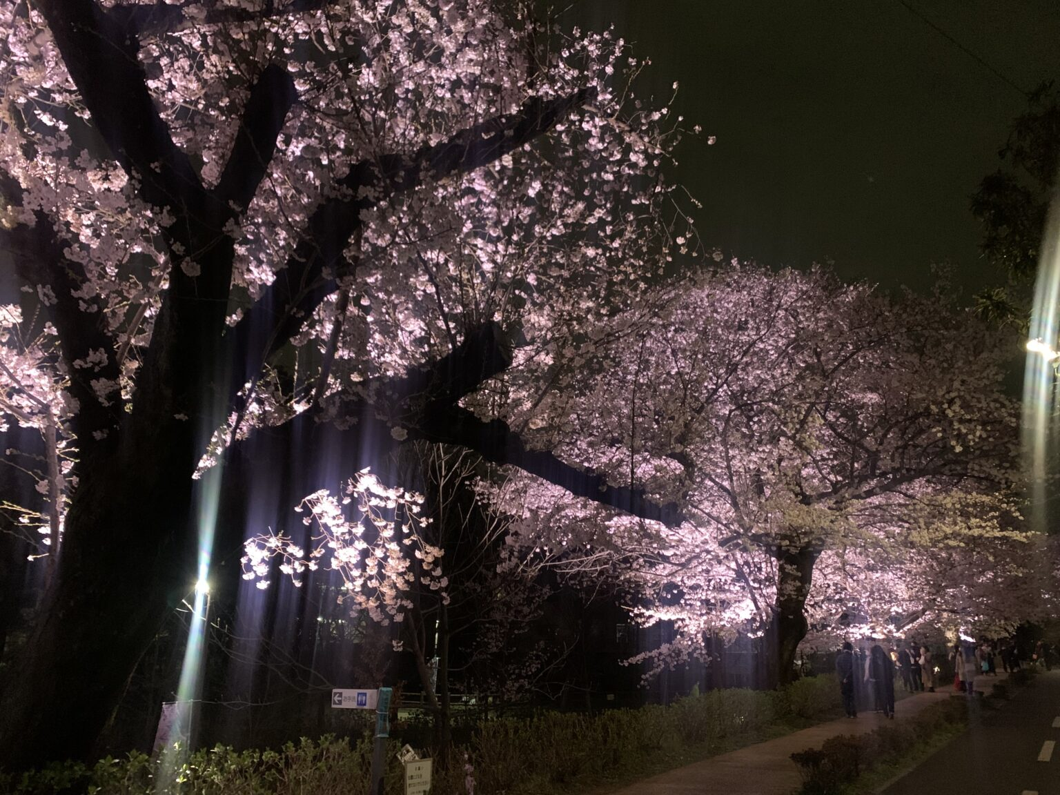 シーグラスアート　♡秋の夜長と桜ランプ♡　桜　きのこランプ　【アートＬ判】 シーグラスアート ♡秋の夜長と桜ランプ♡ 桜 きのこランプ