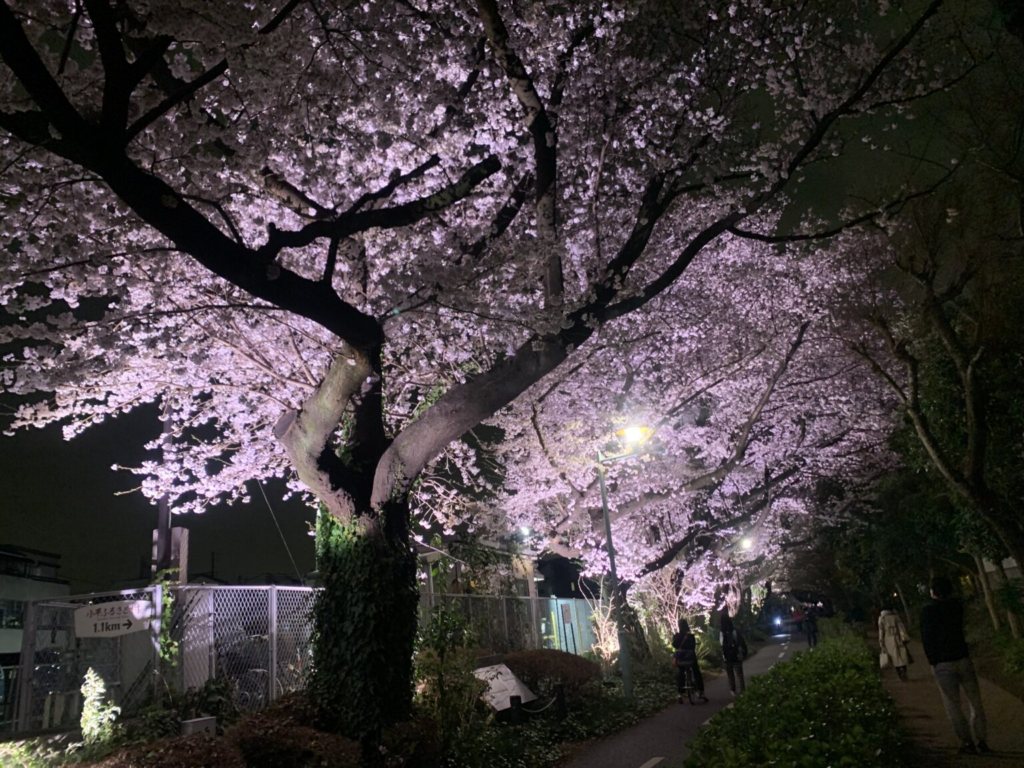 桜のライトアップ